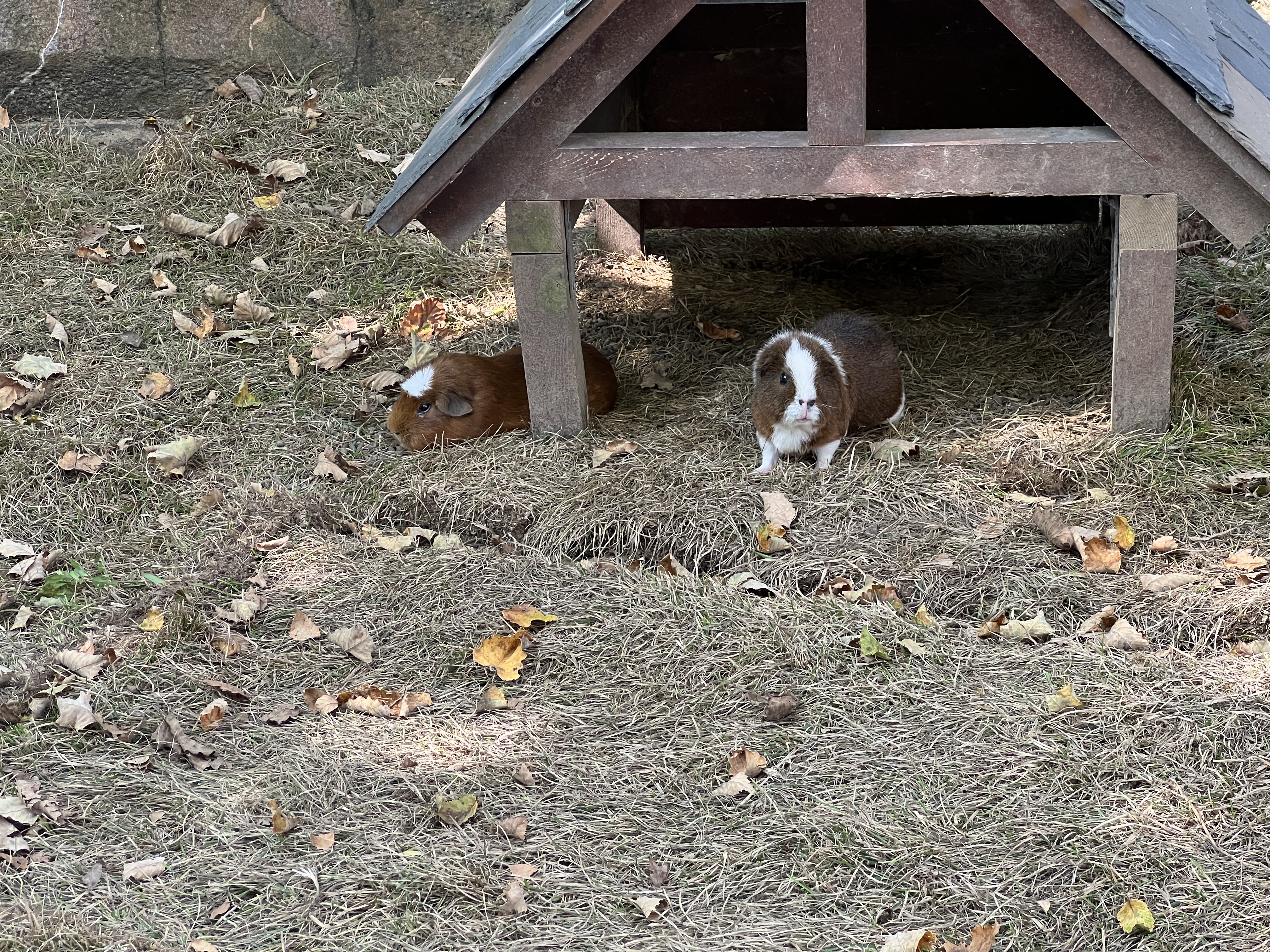 ./2025/11 - Nashville Trip/IMG_7186.JPG